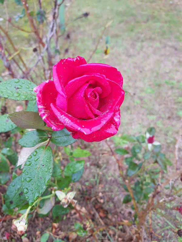 DERNIERE ROSE 